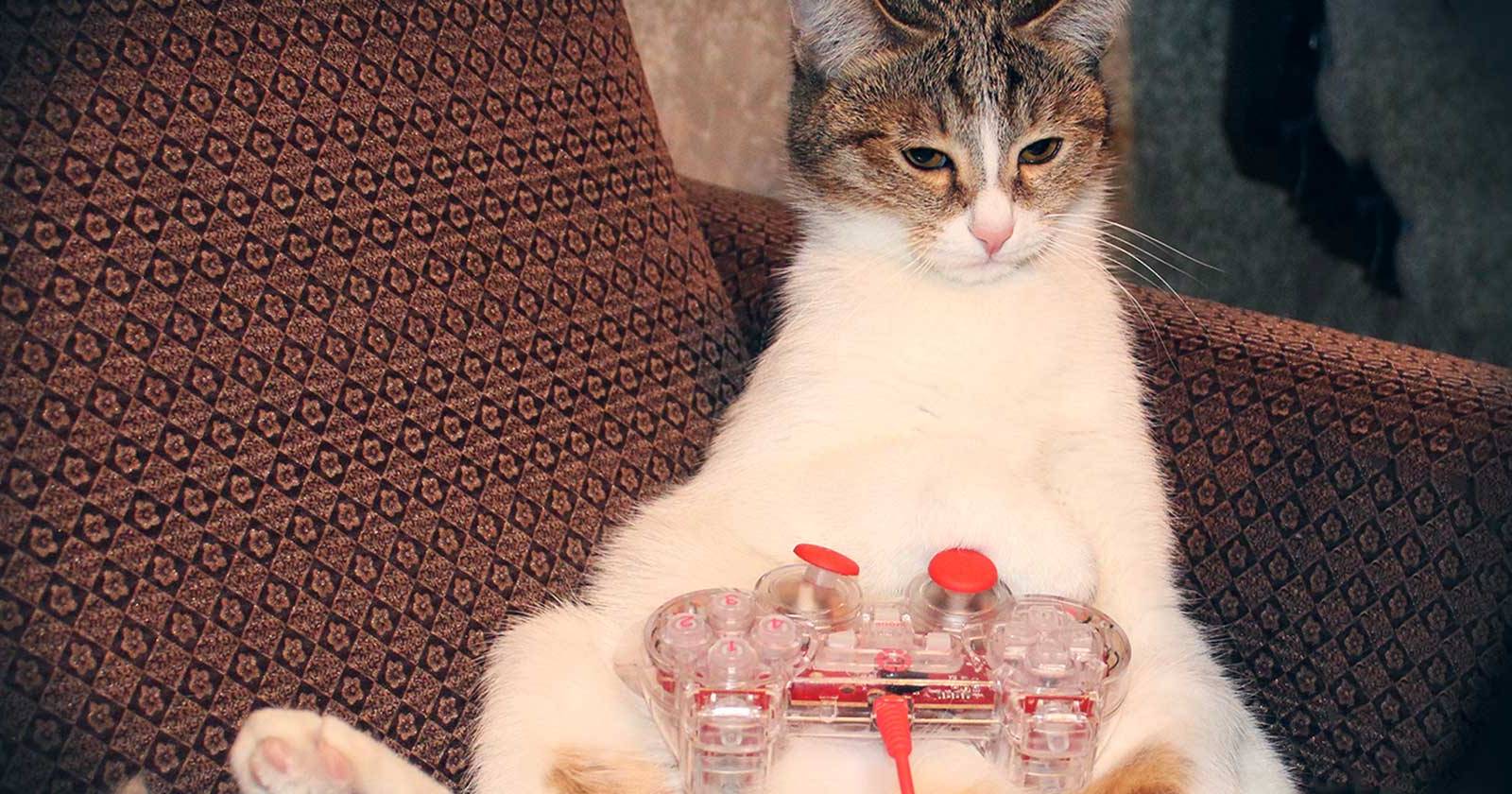 How To (Try To) Turn Your Android Tablet Into The Best Cat Toy, Ever