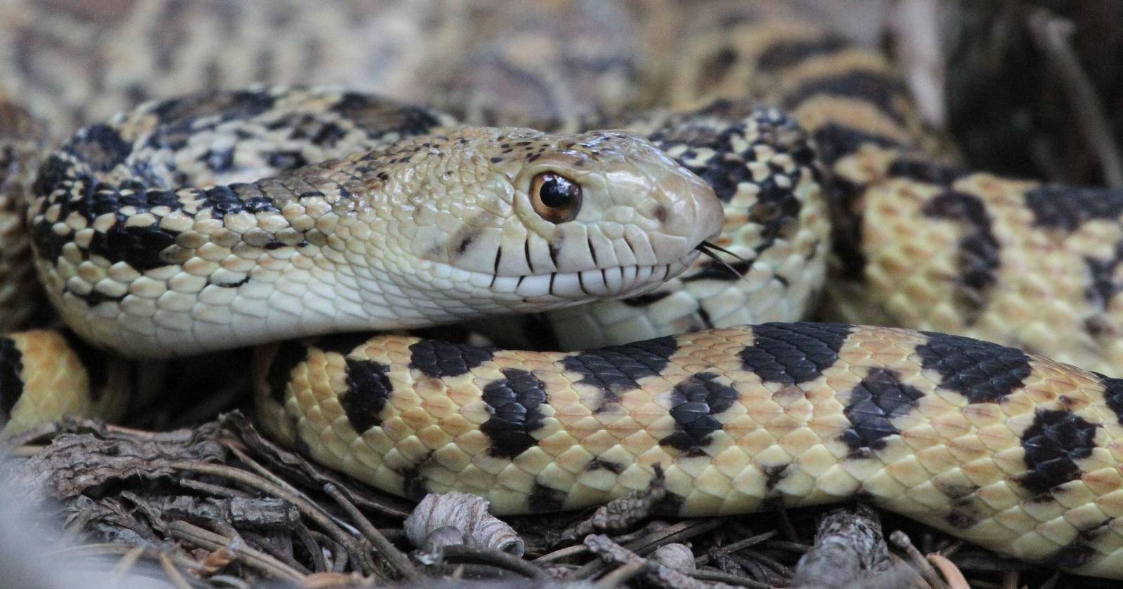 Safe Or Scary -- How To Identify Which Wildlife Is Really Dangerous