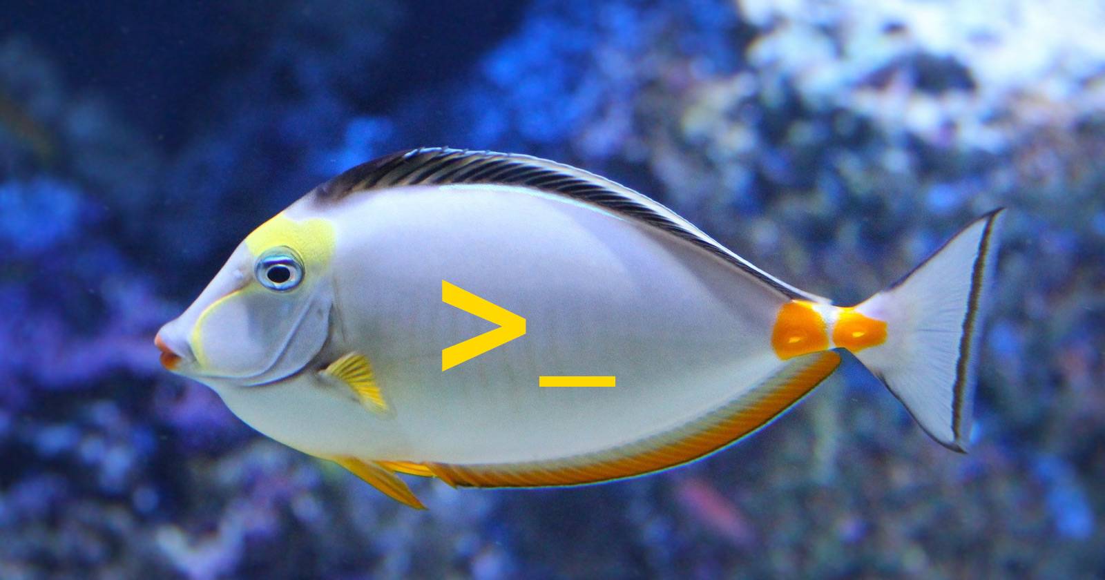 7 Reasons Why You Should Install The Fish Shell