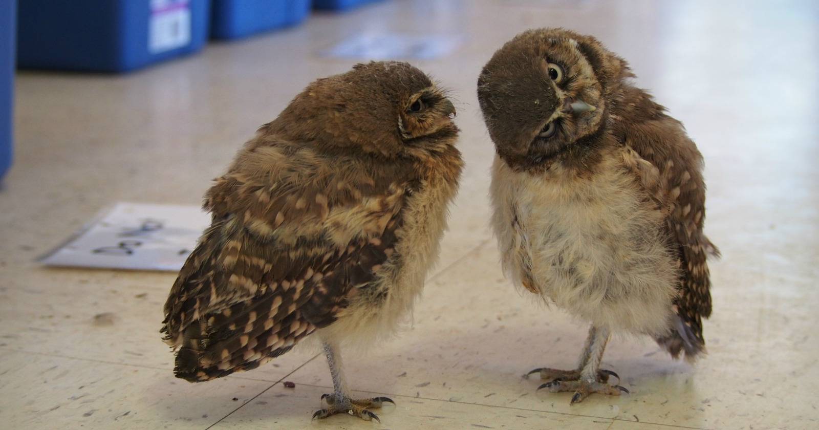 Twitter Struggles to Sell Itself, Never Pay For Ransomware... [Tech ...