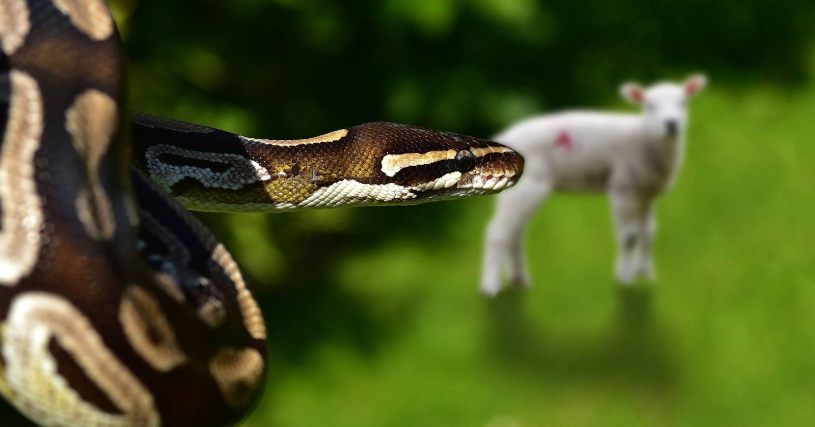 A Beginner's Guide to Understanding Python Lambda Functions