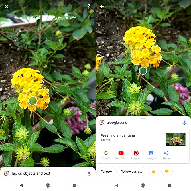 Определить цветок по фотографии с телефона