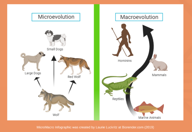 Подключи evolution. Макроэволюция. Macroevolution. Направления макроэволюции таблица. Макроэволюция сообщение по биологии.