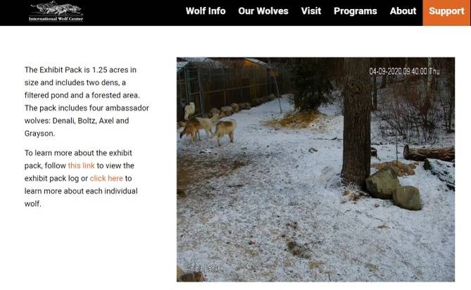 Where to Live Stream Wild and Cute Animals in Real-Time