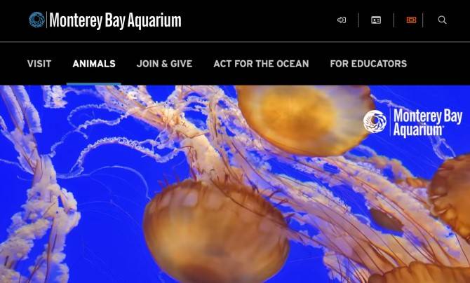 Where to Live Stream Wild and Cute Animals in Real-Time