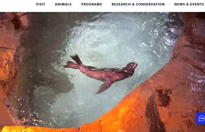 Where to Live Stream Wild and Cute Animals in Real-Time