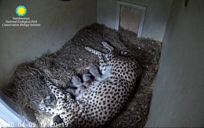 Where to Live Stream Wild and Cute Animals in Real-Time