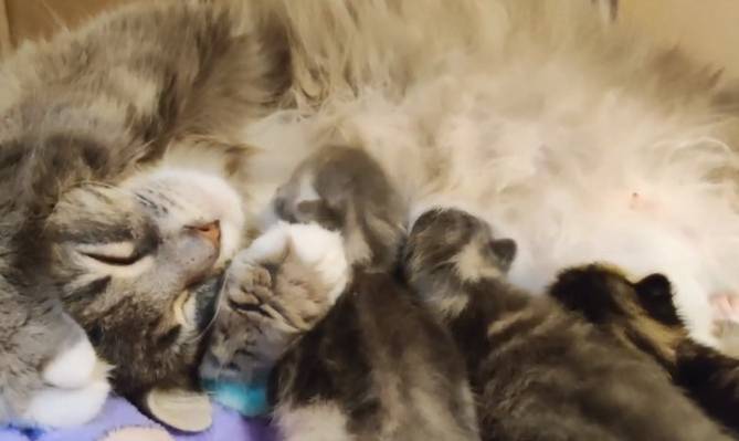 Where to Live Stream Wild and Cute Animals in Real-Time