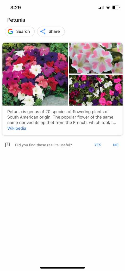 The 6 Best Plant Identifier Apps for Android and iPhone