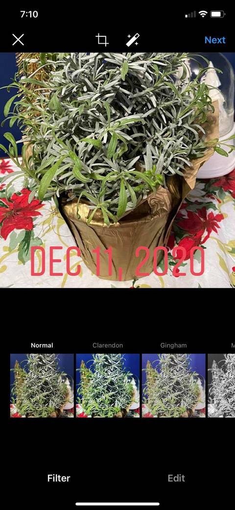 Screenshot Instagram Post