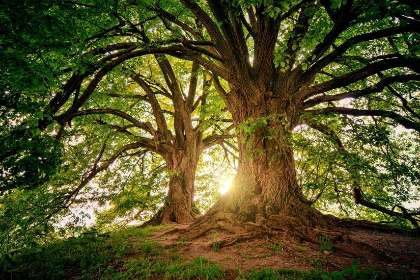 10 Reasons to Use Ecosia Instead of Other Search Engines