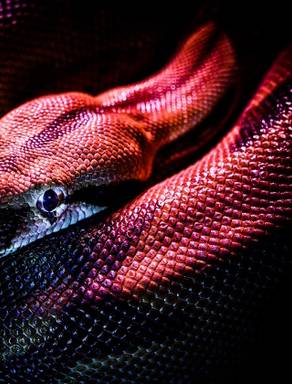 Crimson Python Understanding Template Inheritance in Django