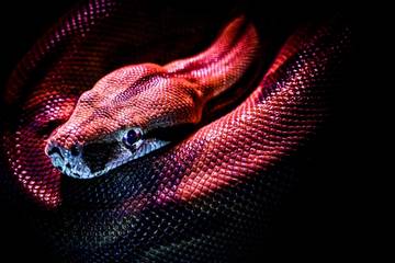 Python Neon Purple Google TensorFlow | MakeUseOf