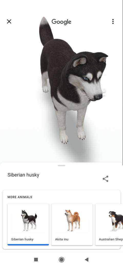 Google Animal How to View Google's 3D Animals and Go on a Virtual Safari