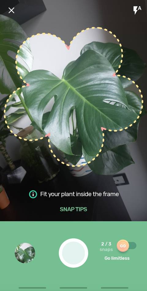 buis plante Buis commun