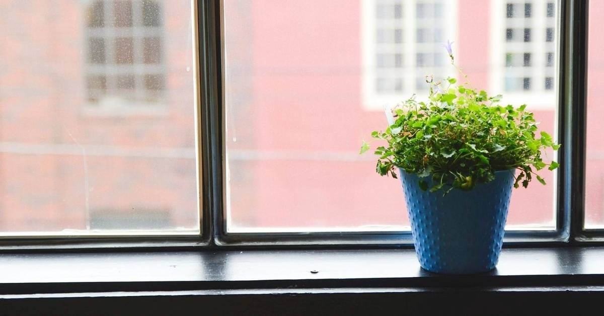 The 5 Best Android Apps for Taking Care of House Plants