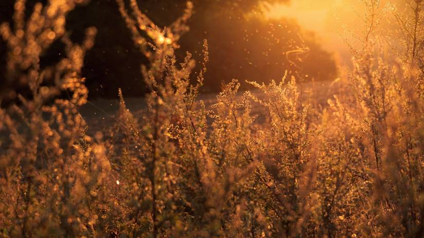 What and When Is Golden Hour for Photographers?
