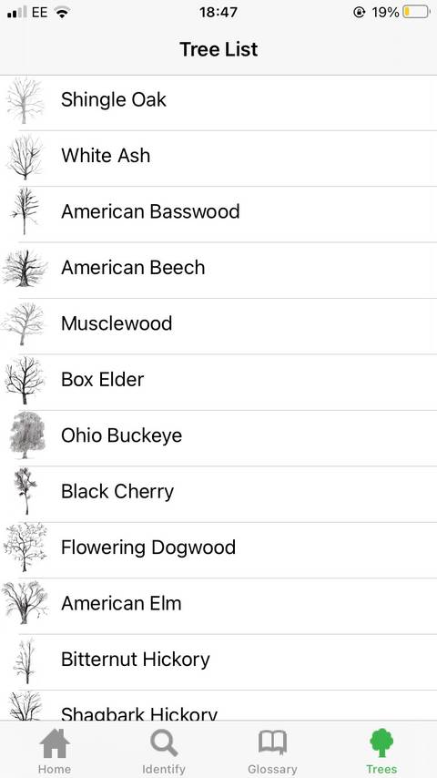 The 5 Best Apps for Identifying Trees