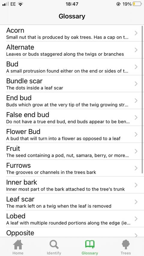 The 5 Best Apps for Identifying Trees
