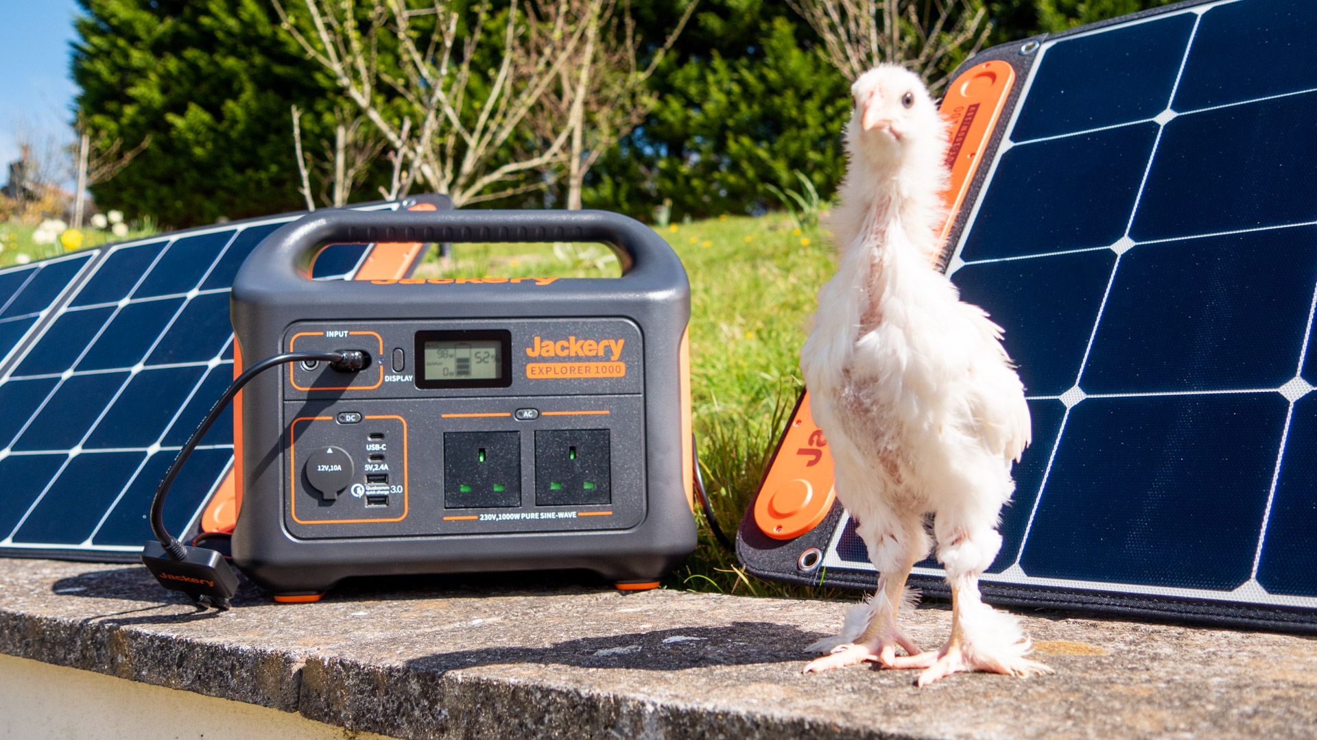 chicken next to jackery solar generator 1000