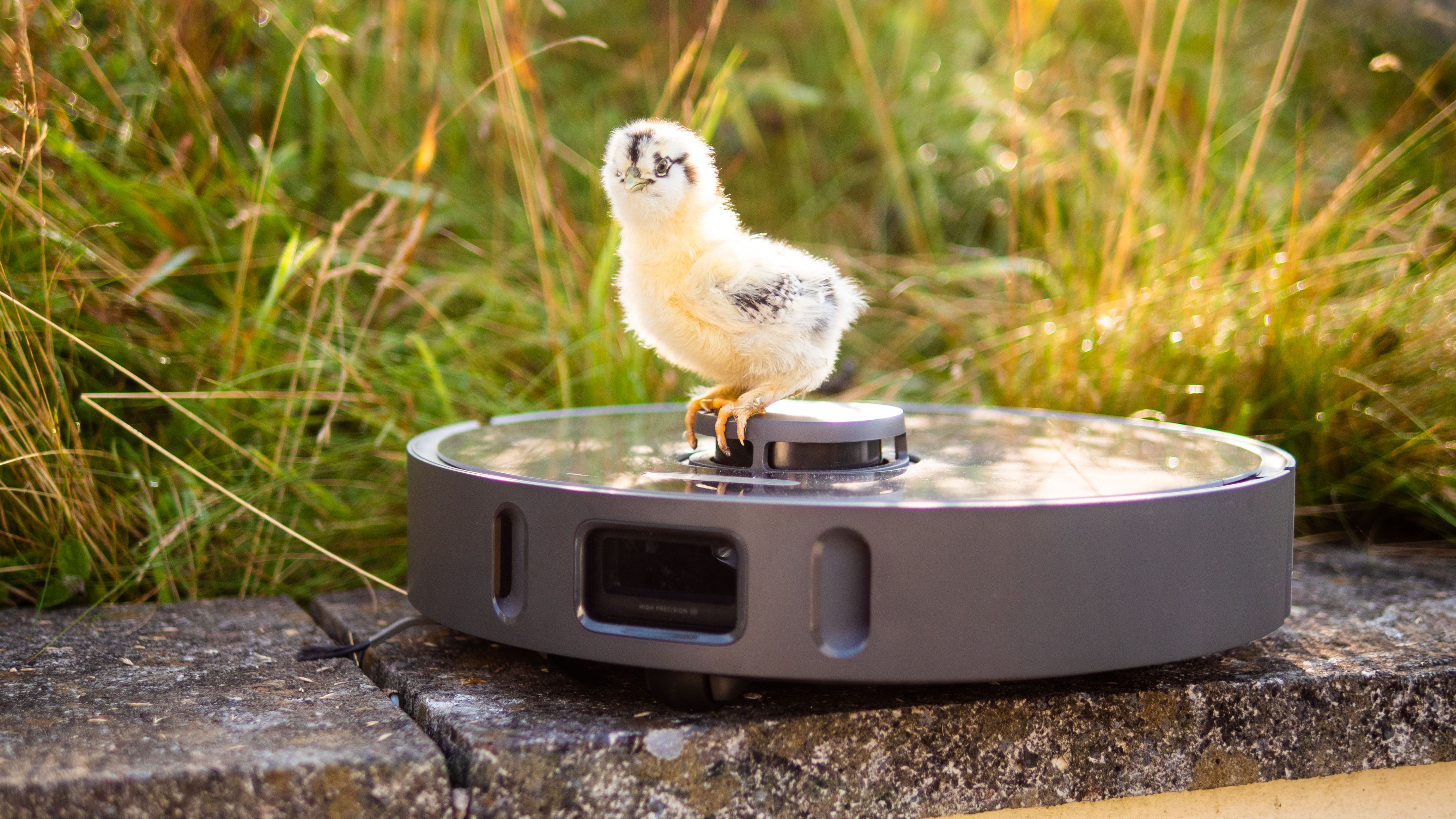 dreame z10 pro roboto vacuum with chick sitting on top