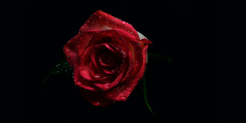 Low Key Rose Low-Key Lighting: What It Is and How to Use It