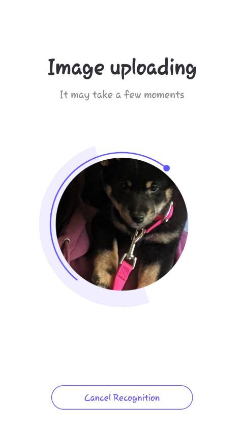 Random Pic Finder The 10 Best Reverse Image Search Apps for iPhone and Android