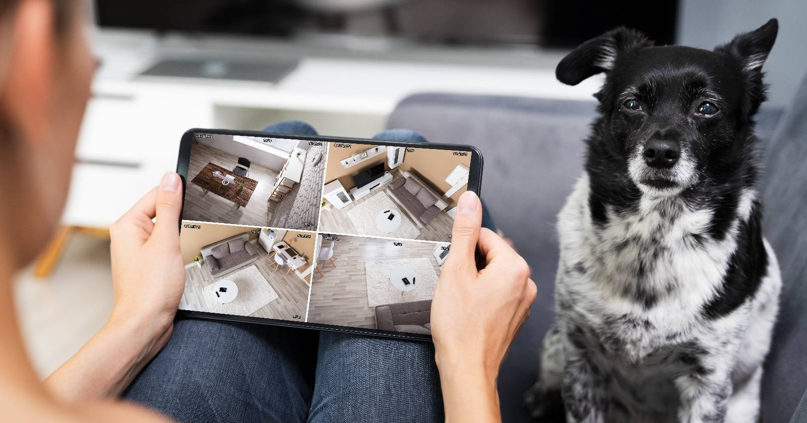The 9 Best Pet Cameras to Monitor Your Pet's Behavior