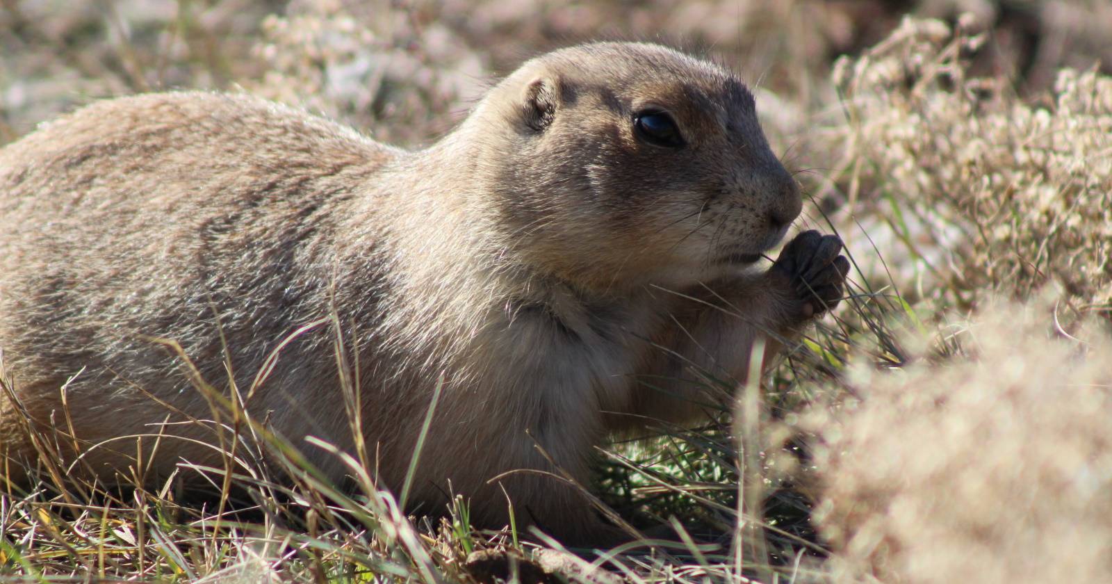 How to Browse the Gopher Network on Linux