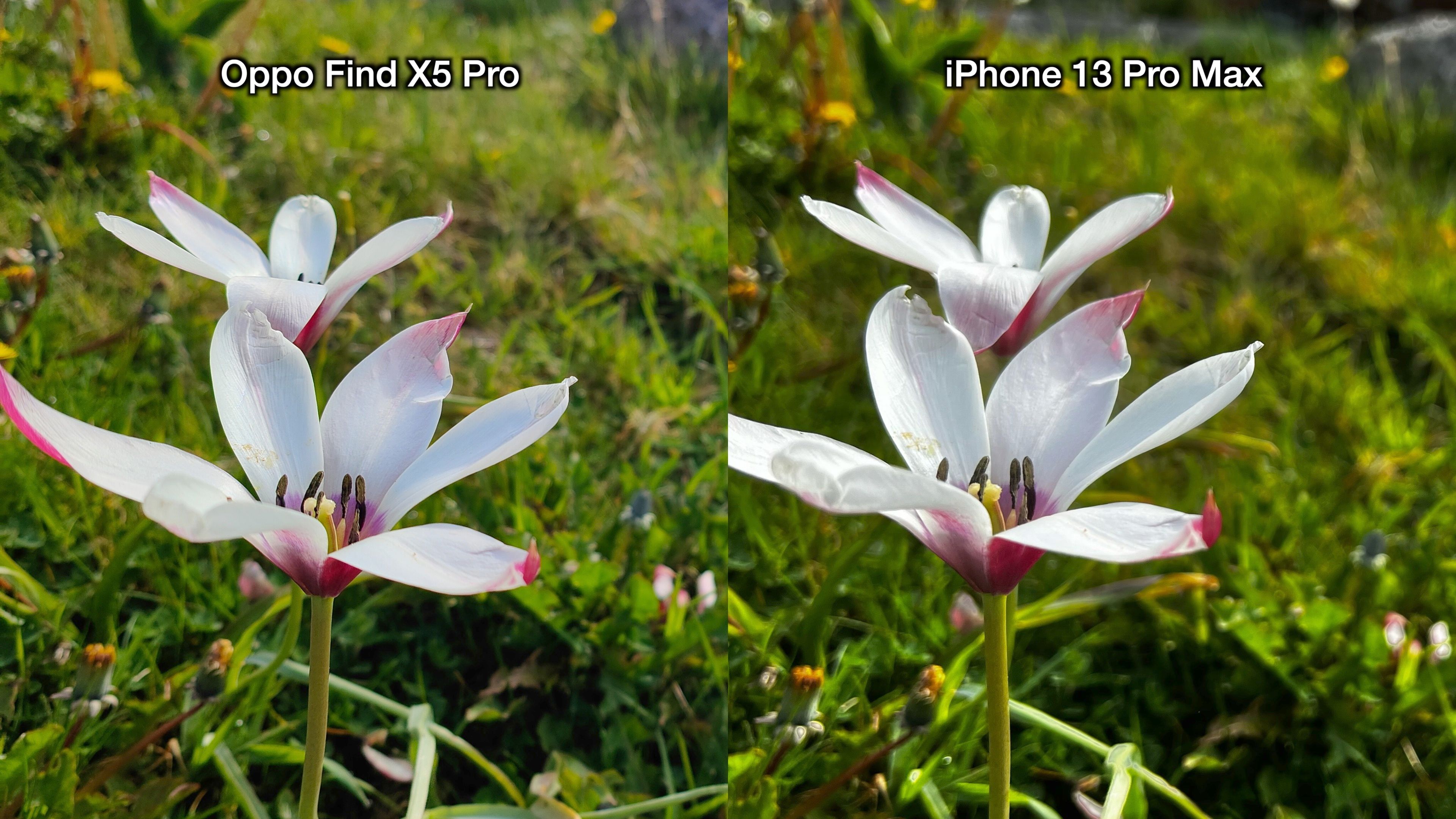 oppo vs iphone sample - flowers