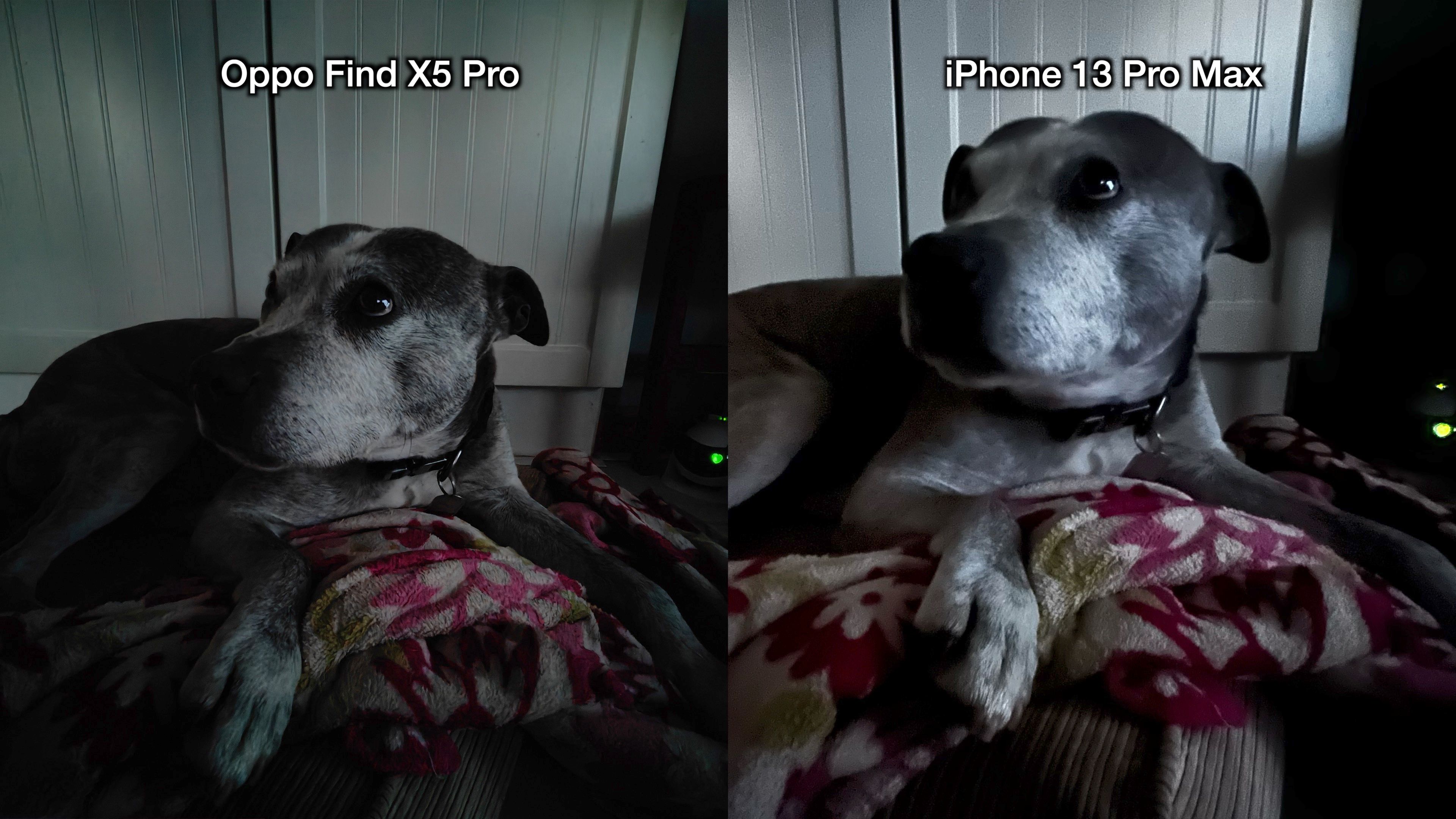 oppo vs iphone sample - lower light doggo