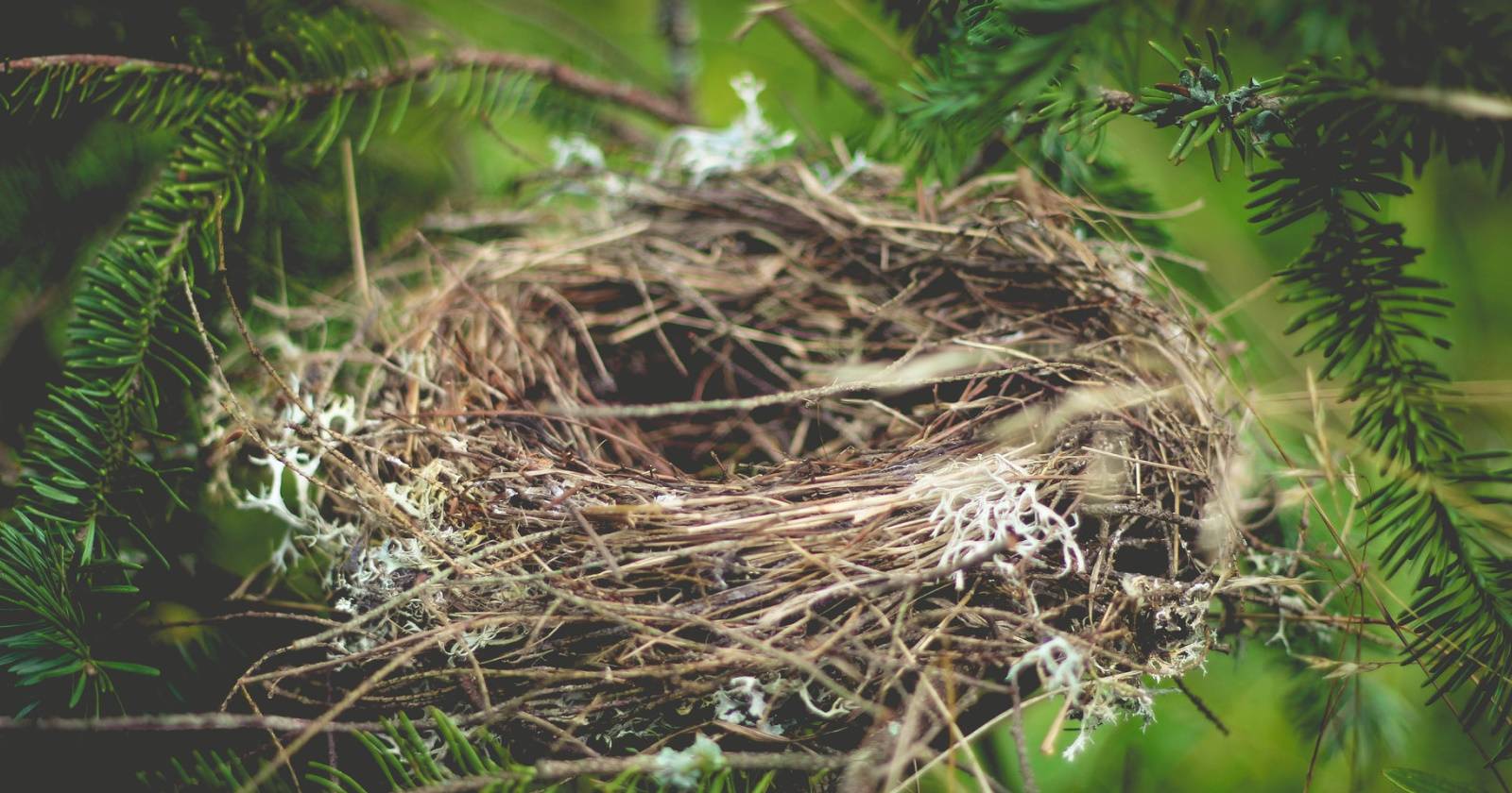 Bird nest in a tree 