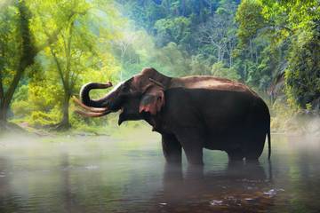 elephant in forest