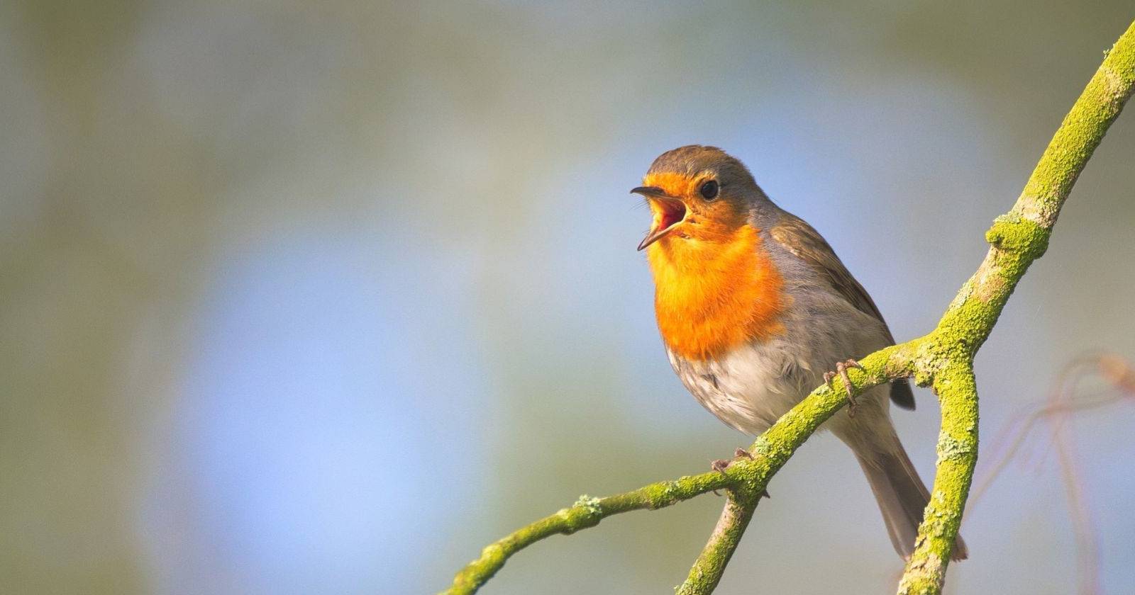 Researchers Warn of a Dangerous Raspberry Robin Worm Targeting Windows ...