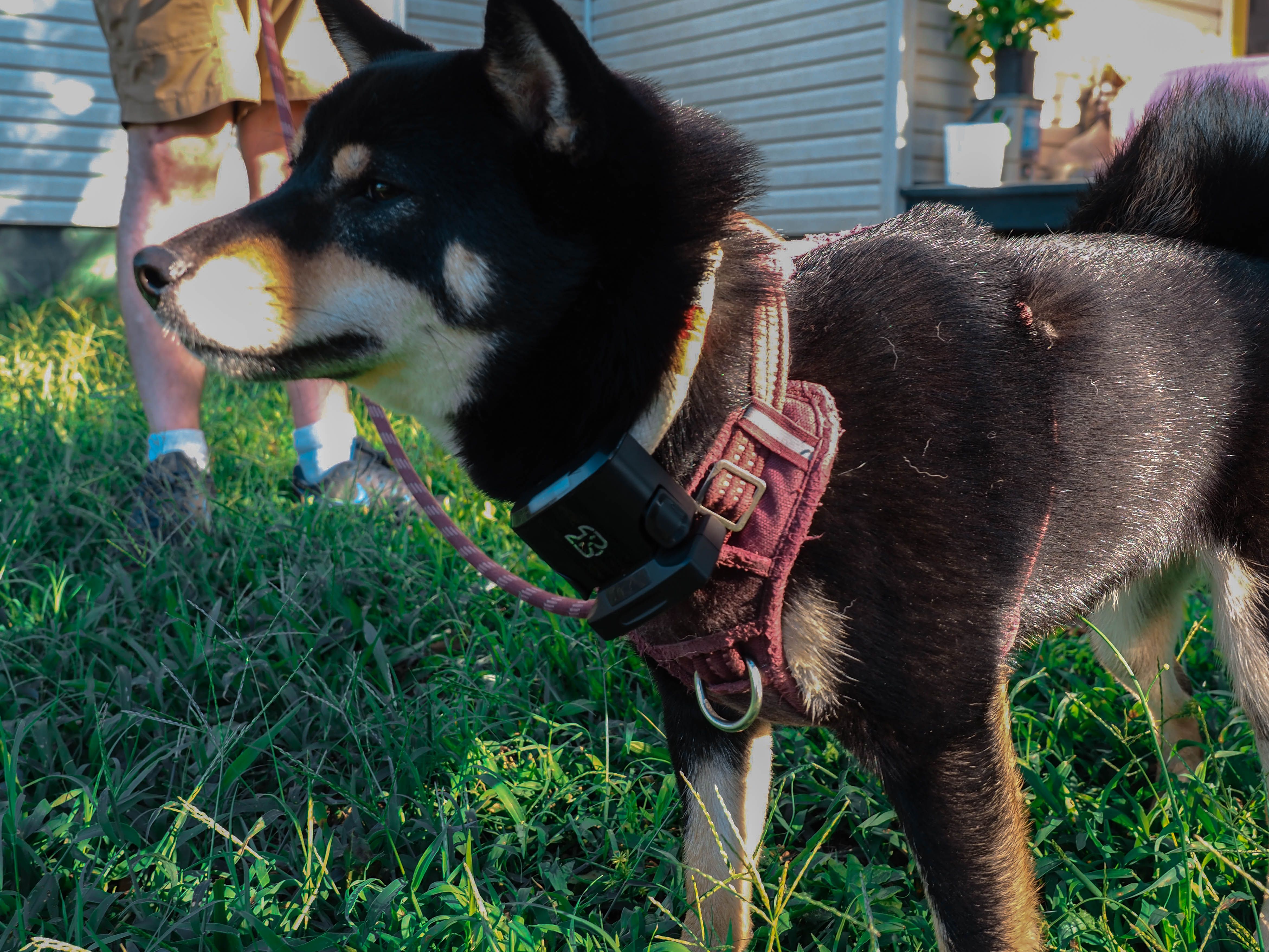 Wagz collar clearance