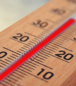 How to Grow Real Life Trees With Microsoft’s E-Tree Program