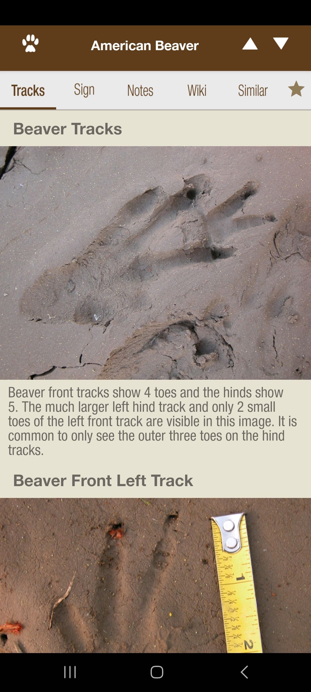 Capture d'écran de la page des castors de l'application iTrack Wildlife