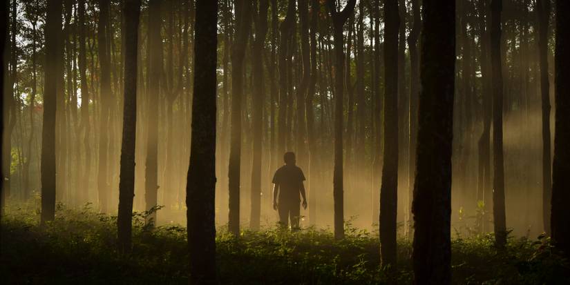Experience the Health Benefits of Forest Bathing With Online Resources ...