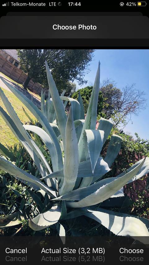 How to Identify Plants With Your Phone Without Using an App