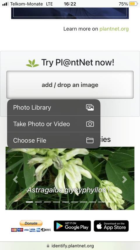 How to Identify Plants With Your Phone Without Using an App