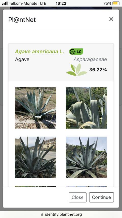 How to Identify Plants With Your Phone Without Using an App