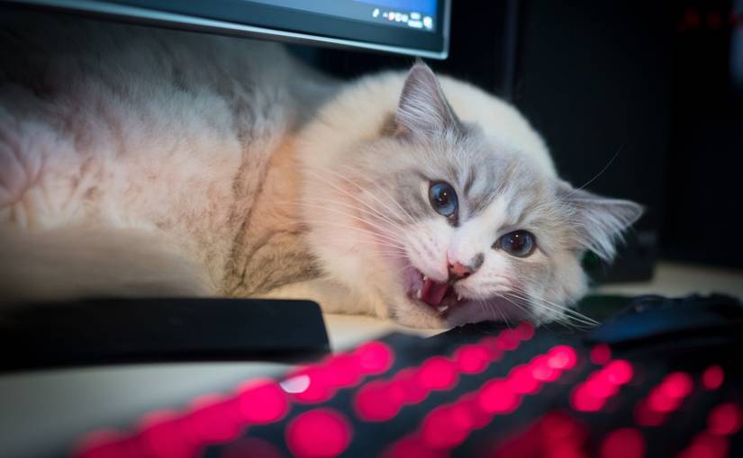 Meet the Most (In)Famous Hacking Groups Active Today