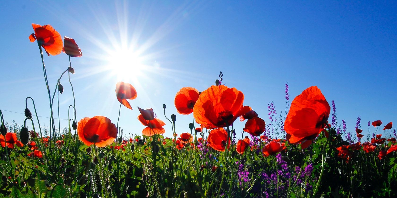 3 растения, за которыми так легко ухаживать, что их сможет сохранить каждый