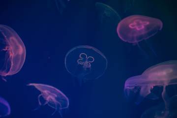 a swarm of jellyfish