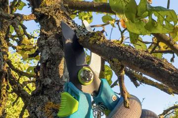 Branch being pruned