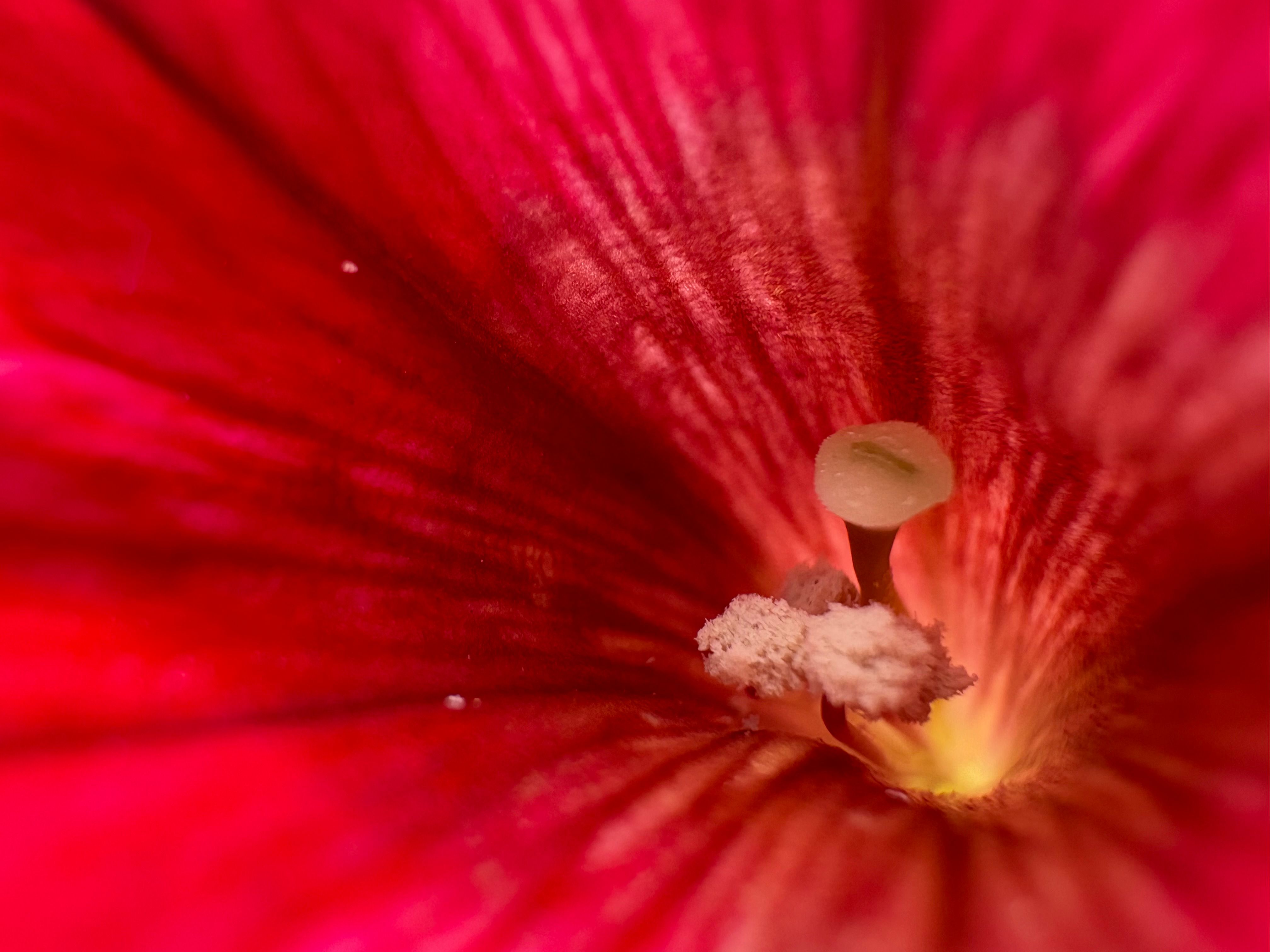 Apple iPhone 16 Plus Review: The Definitive iPhone to Get in 2024