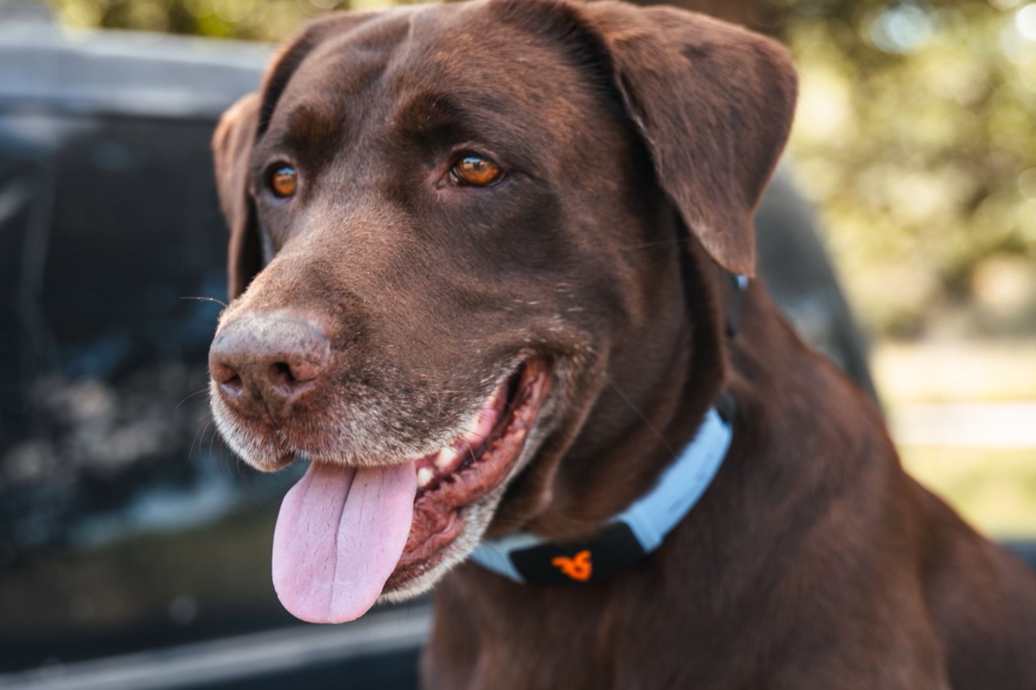 Personifi AI's New Dog Collar Finally Gives Fido a Voice