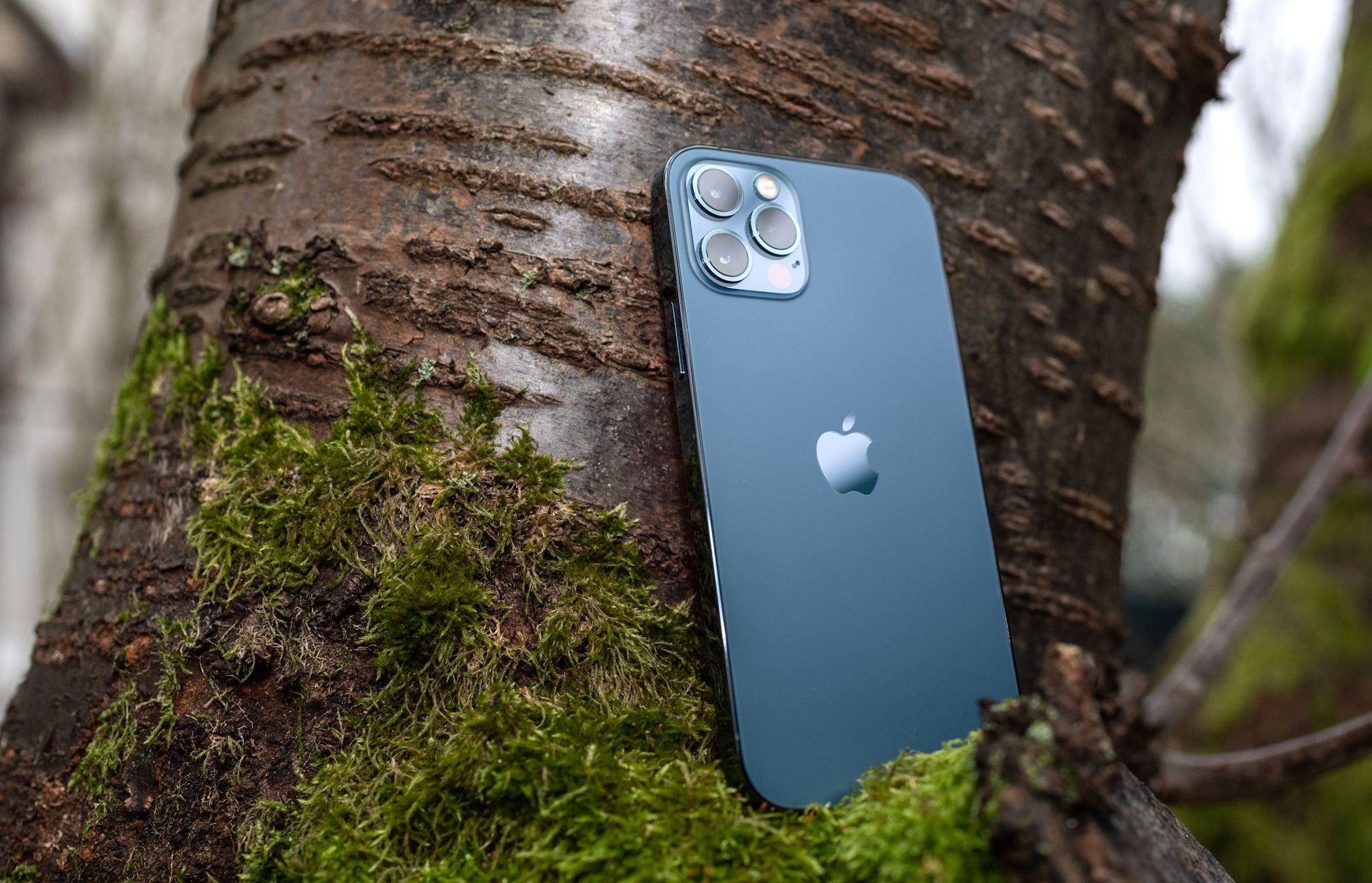An iPhone 12 Pro Max resting on a tree branch
