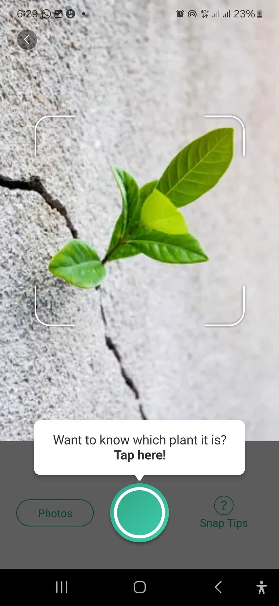 Scanning a plant using the PictureThis app