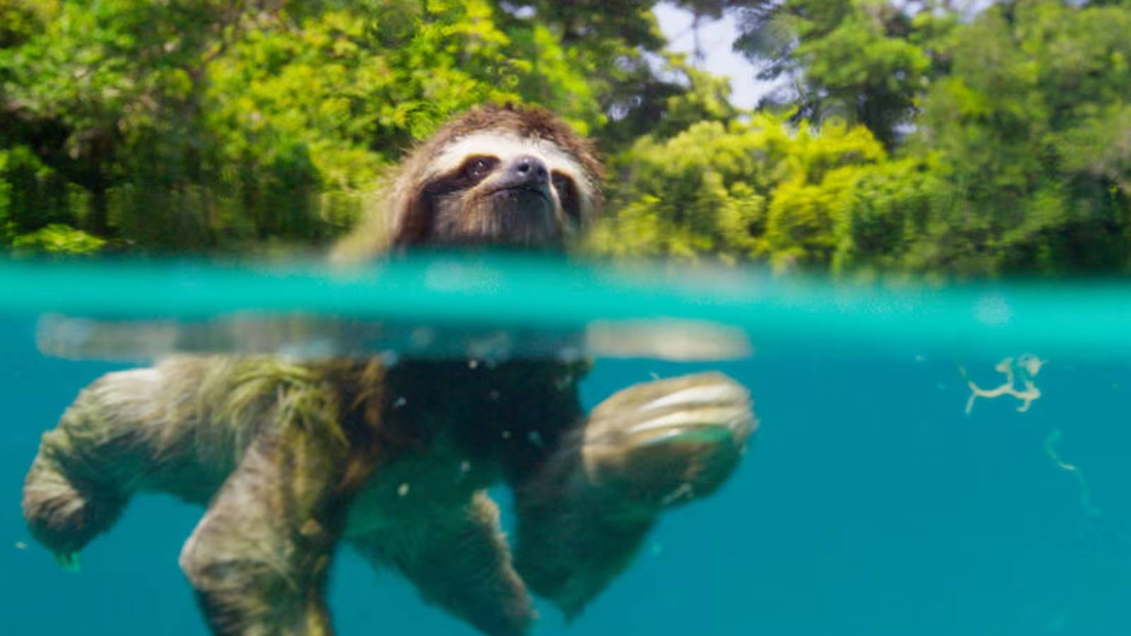 Watch these Attenborough documentaries if you think nature documentaries are boring Watch these Attenborough documentaries if you think nature documentaries are boring